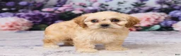 Cavachon dogs for sale: Abby - Ad 4