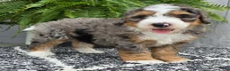 Mini Bernedoodle dogs for sale: Mini Ace - Ad 8