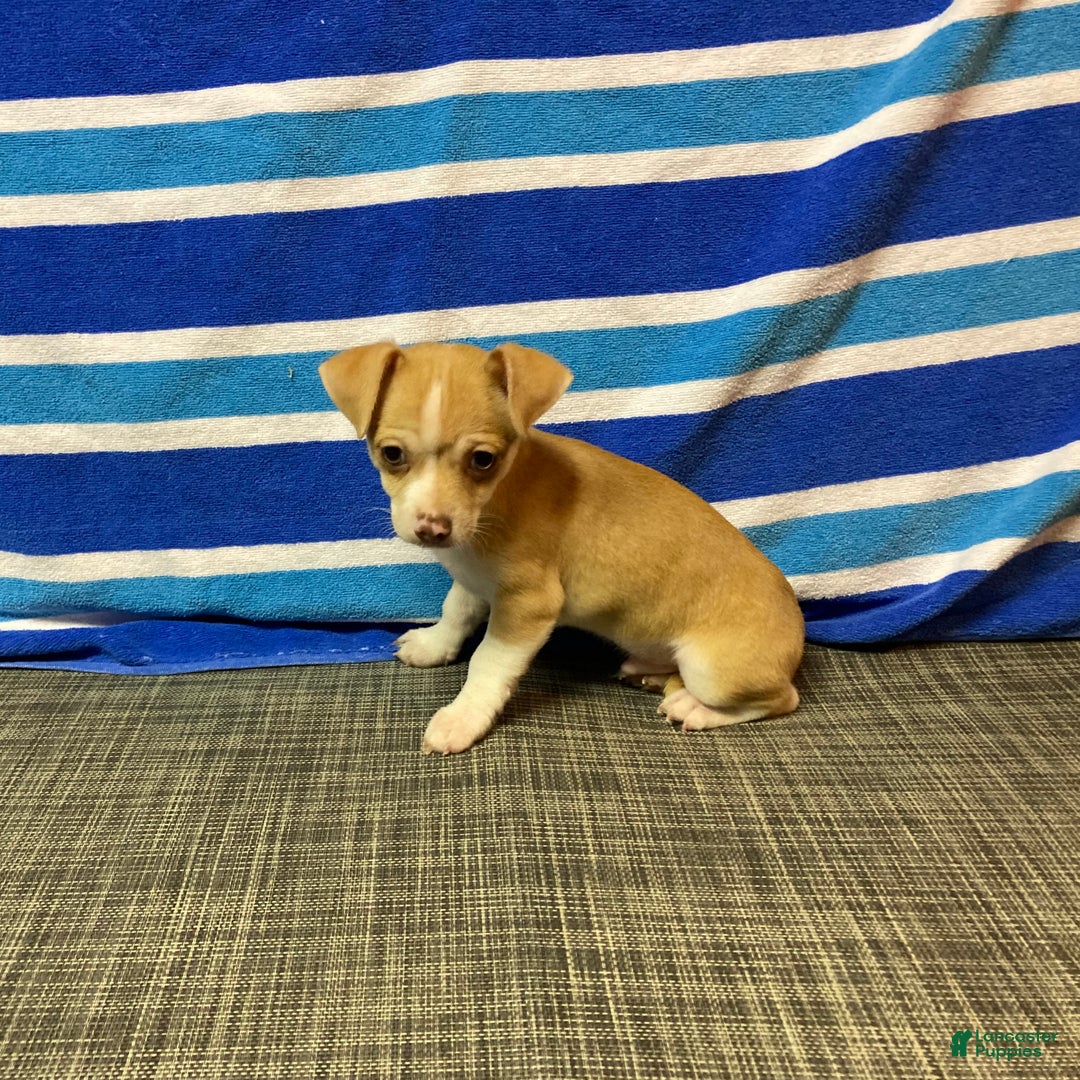 Chihuahua dogs for sale: Dylan - Ad 8