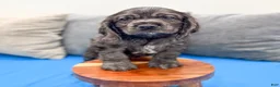 Cocker Spaniel dogs for sale: Riley - Ad 2