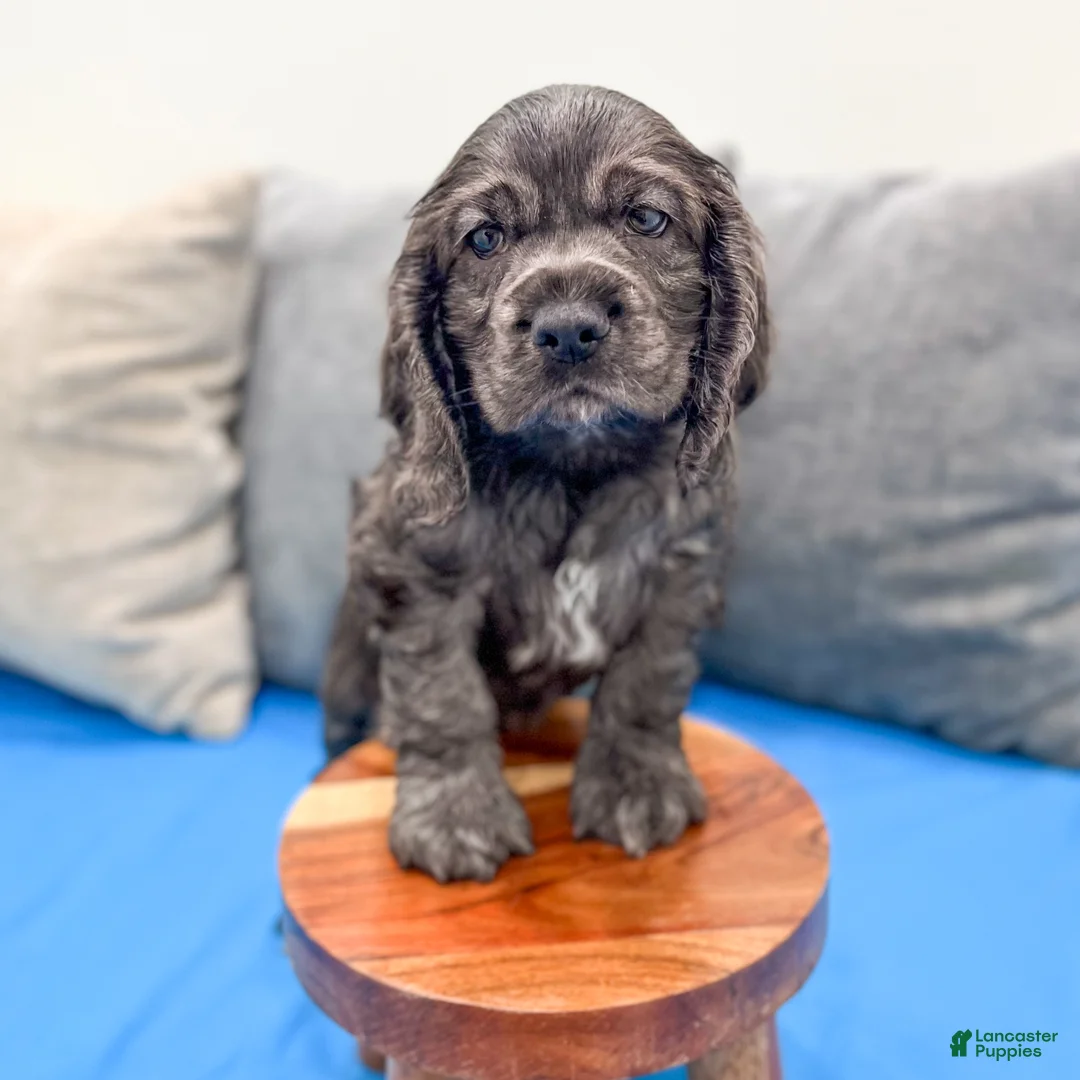 Cocker Spaniel dogs for sale: Riley - Ad 2