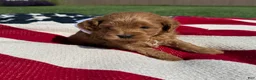 Mini Goldendoodle dogs for sale: Mini Goldendoodle 3 - Ad 7