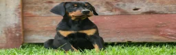 Doberman Pinscher dogs for sale:  Dax (Black Rust)🐶 - Ad 16