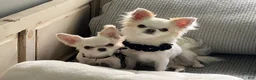 Chihuahua dogs for sale: Sing Sing - Ad 5