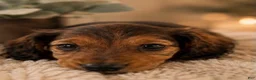 Miniature Dachshund dogs for sale: Stella - Ad 7