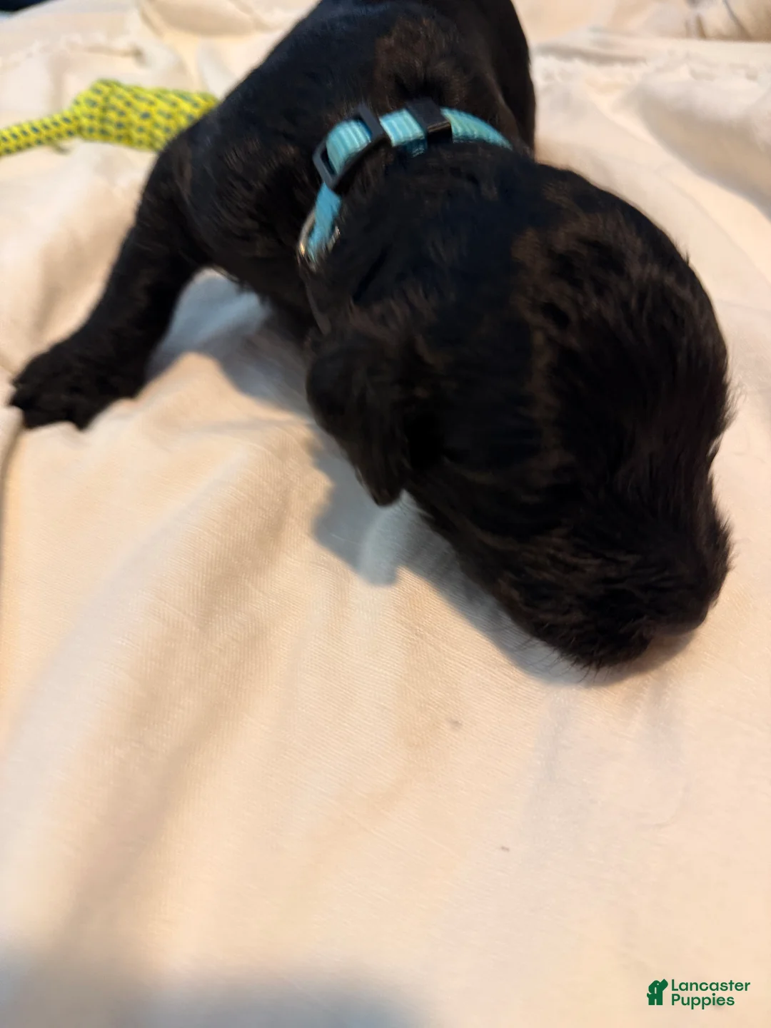 Double Doodle dogs for sale: Aquamarine - Ad 2