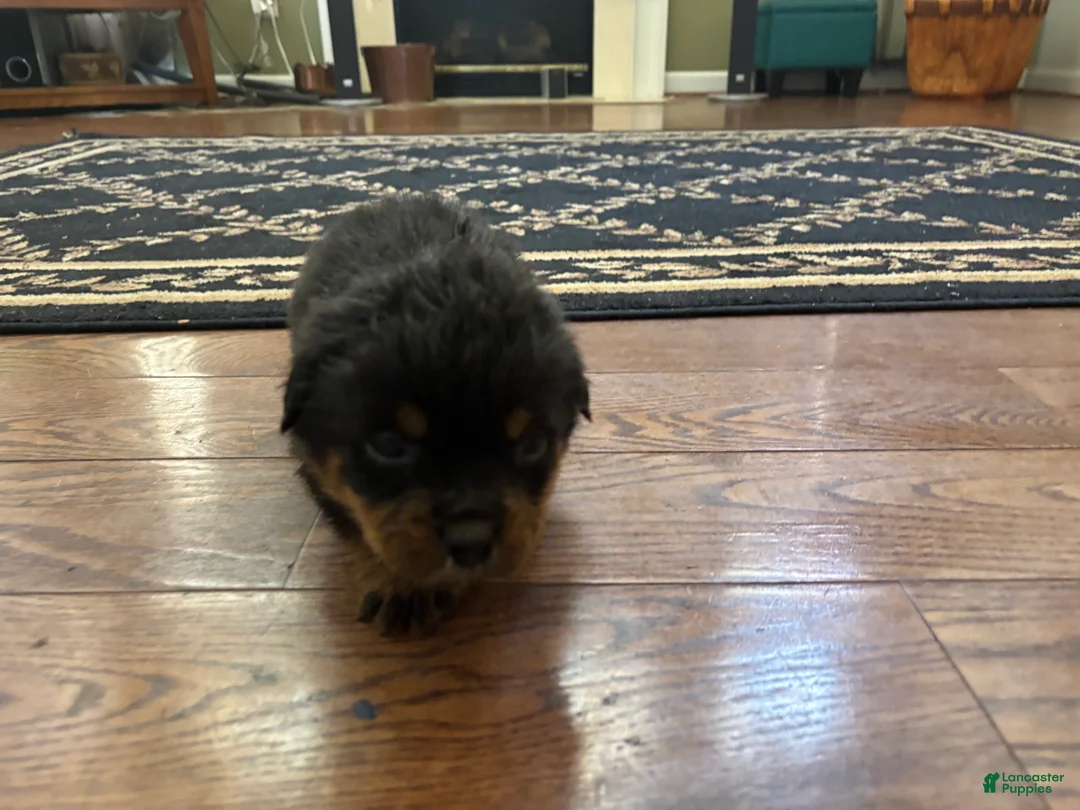 Rottweiler dogs for sale: Gloria - Ad 2
