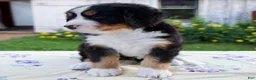 Bernese Mountain Dog dogs for sale: Shyann - Ad 6