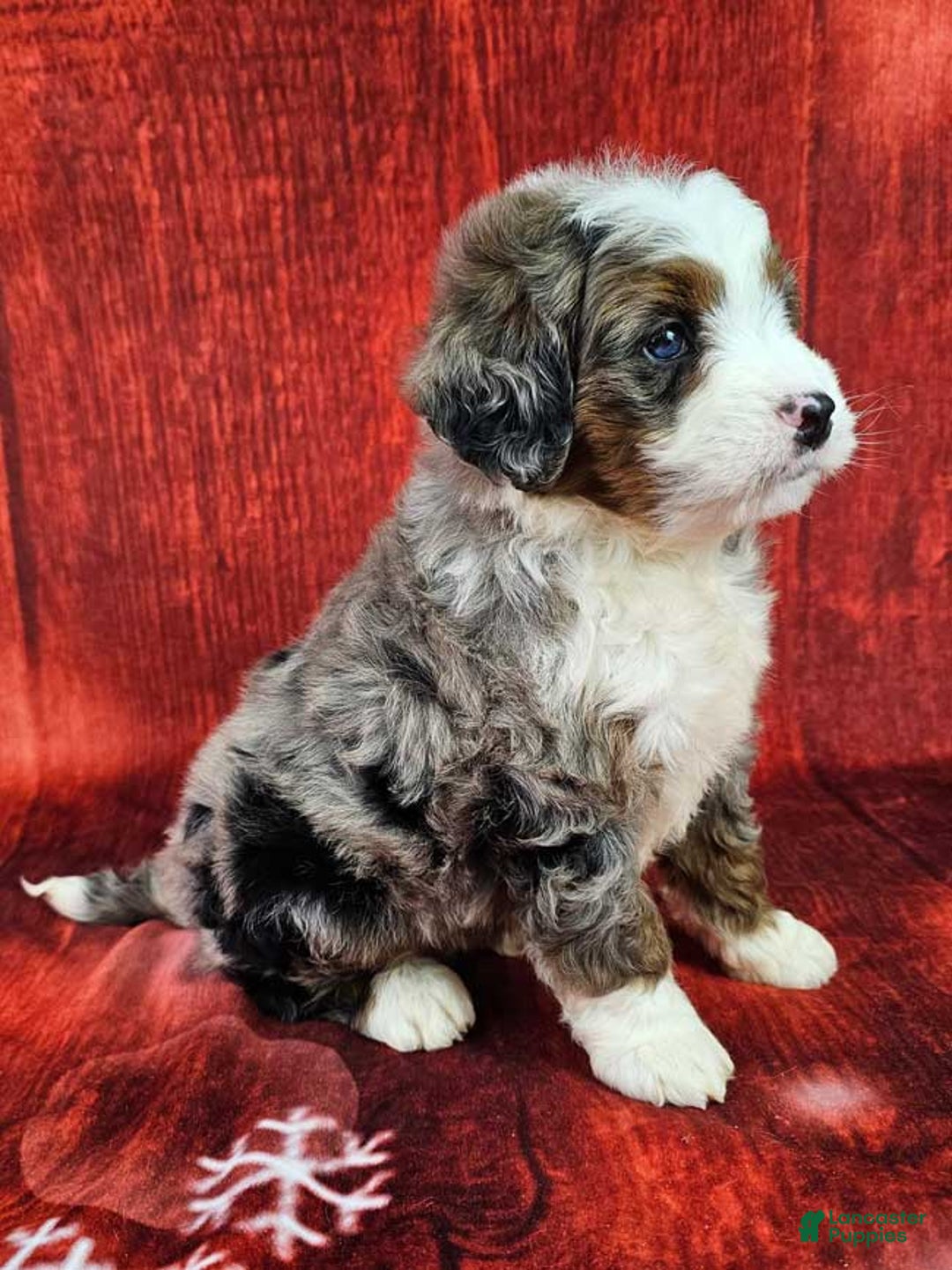 Mini Bernedoodle dogs for sale: Huxley - Ad 3