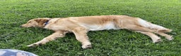Golden Retriever dogs for sale: Golden Retriever Dark Pink Girl - Ad 14