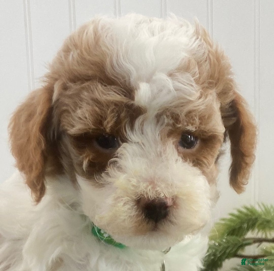 Toy Poodle dogs for sale: Bella - Ad 7