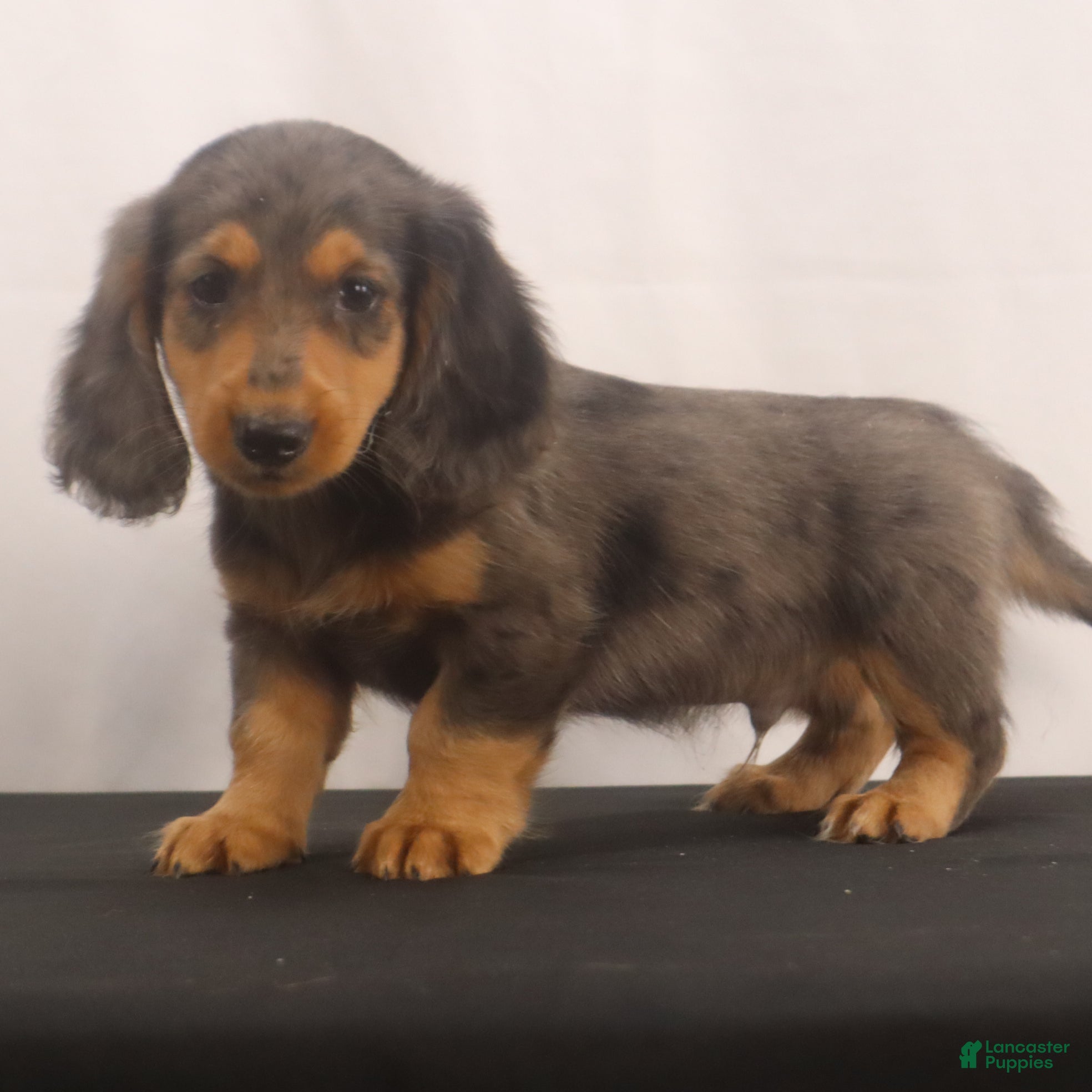 Dachshund dogs Ike - Ad 2