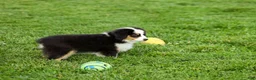 Miniature Australian Shepherd dogs for sale: Ladon Miniature Australian Shepherd Puppy  - Ad 3