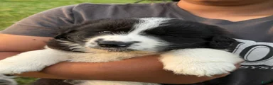 Mixed Breed 2