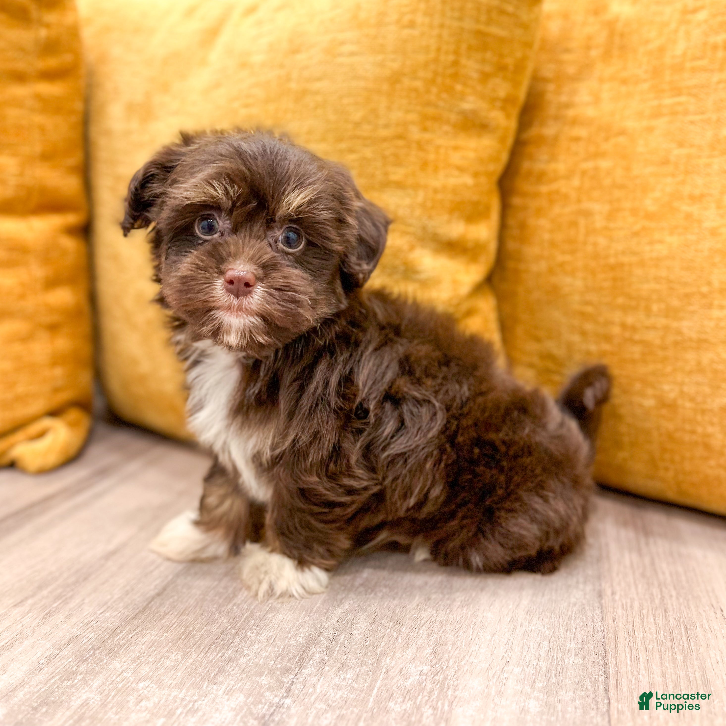 Havanese dogs for sale: Alex - Ad 1