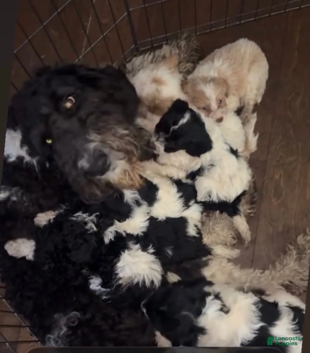 Labradoodle dogs for sale:  Royalty  - Ad 2