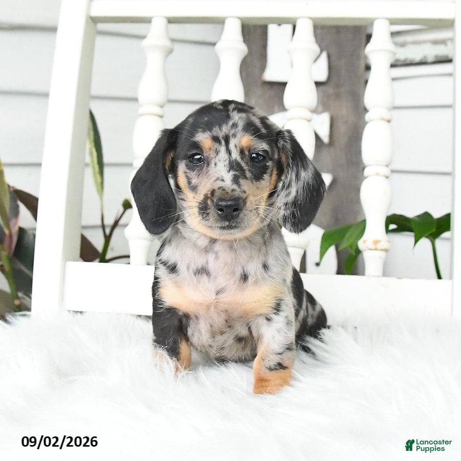 Dachshund dogs Skittles - Ad 2