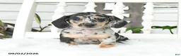 Dachshund dogs for sale: Skittles - Ad 2