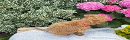 Toy Poodle dogs for sale: Patsy - Ad 7