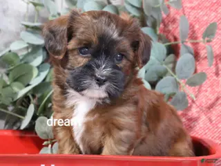 Mixed Breed dogs for sale: Elon - Ad 2