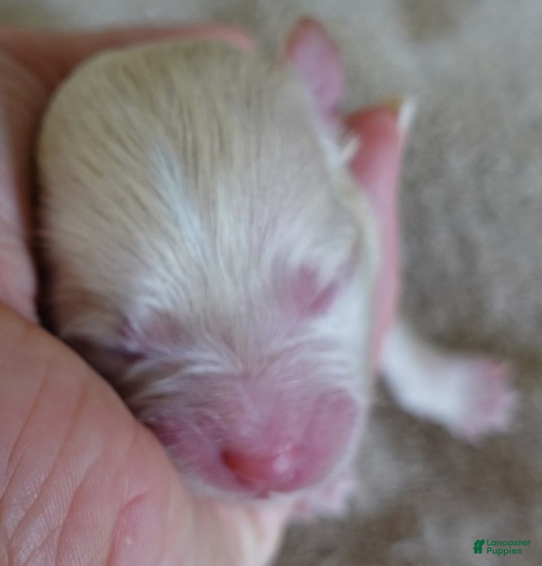 Maltipoo dogs for sale: Kyro boy - Ad 8