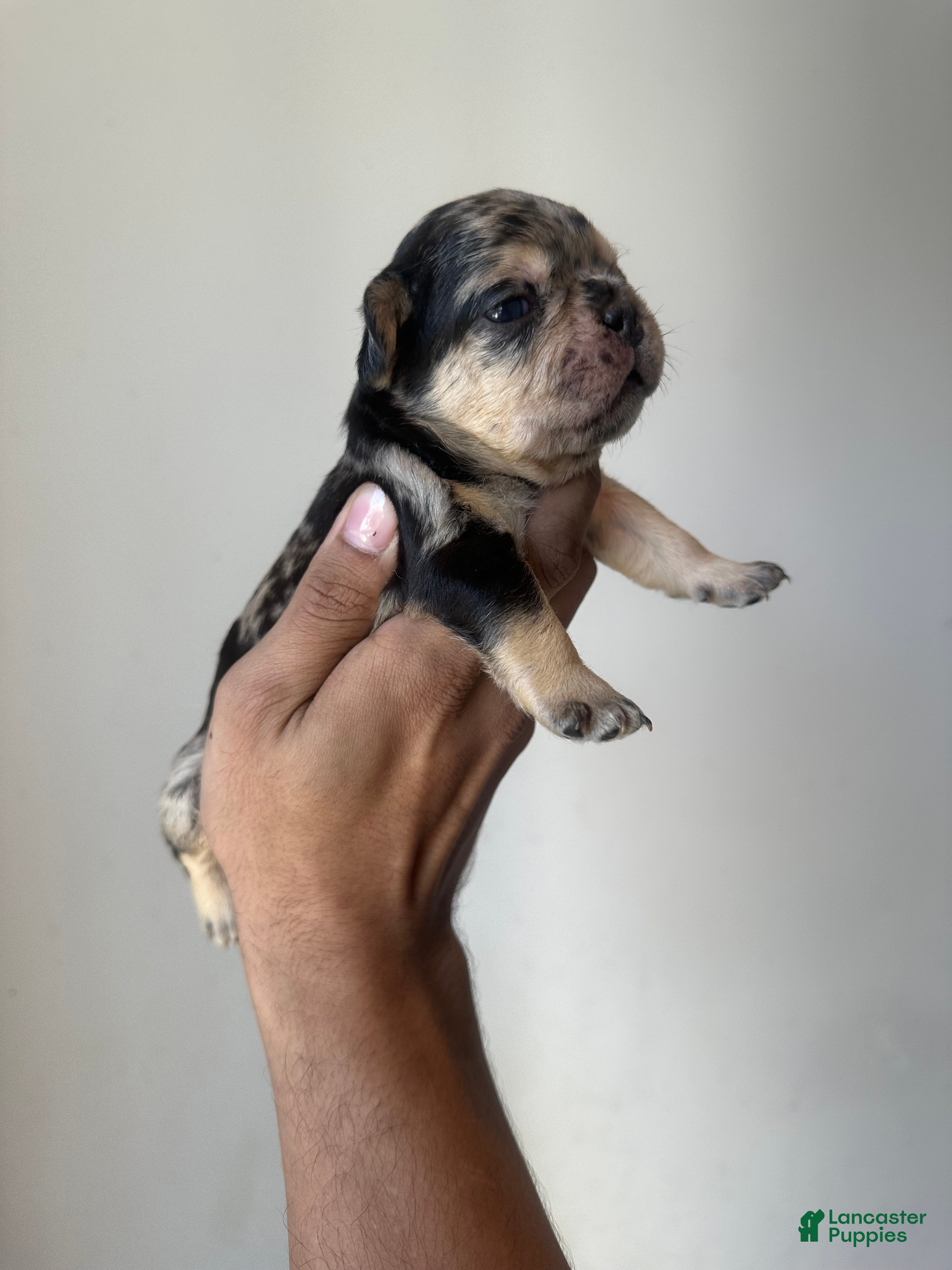 French Bulldog dogs for sale: French Bulldog Puppy 2 - Ad 1