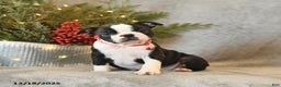 Boston Terrier dogs for sale: Stella - Ad 4