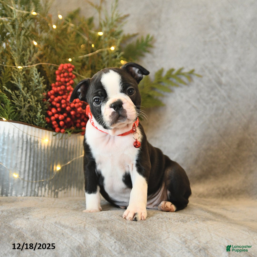 Boston Terrier dogs for sale: Stella - Ad 4