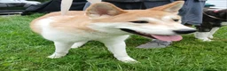 Akita dogs for sale: Aries  - Ad 7