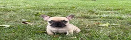 French Bulldog dogs for sale: Bruce - Ad 6