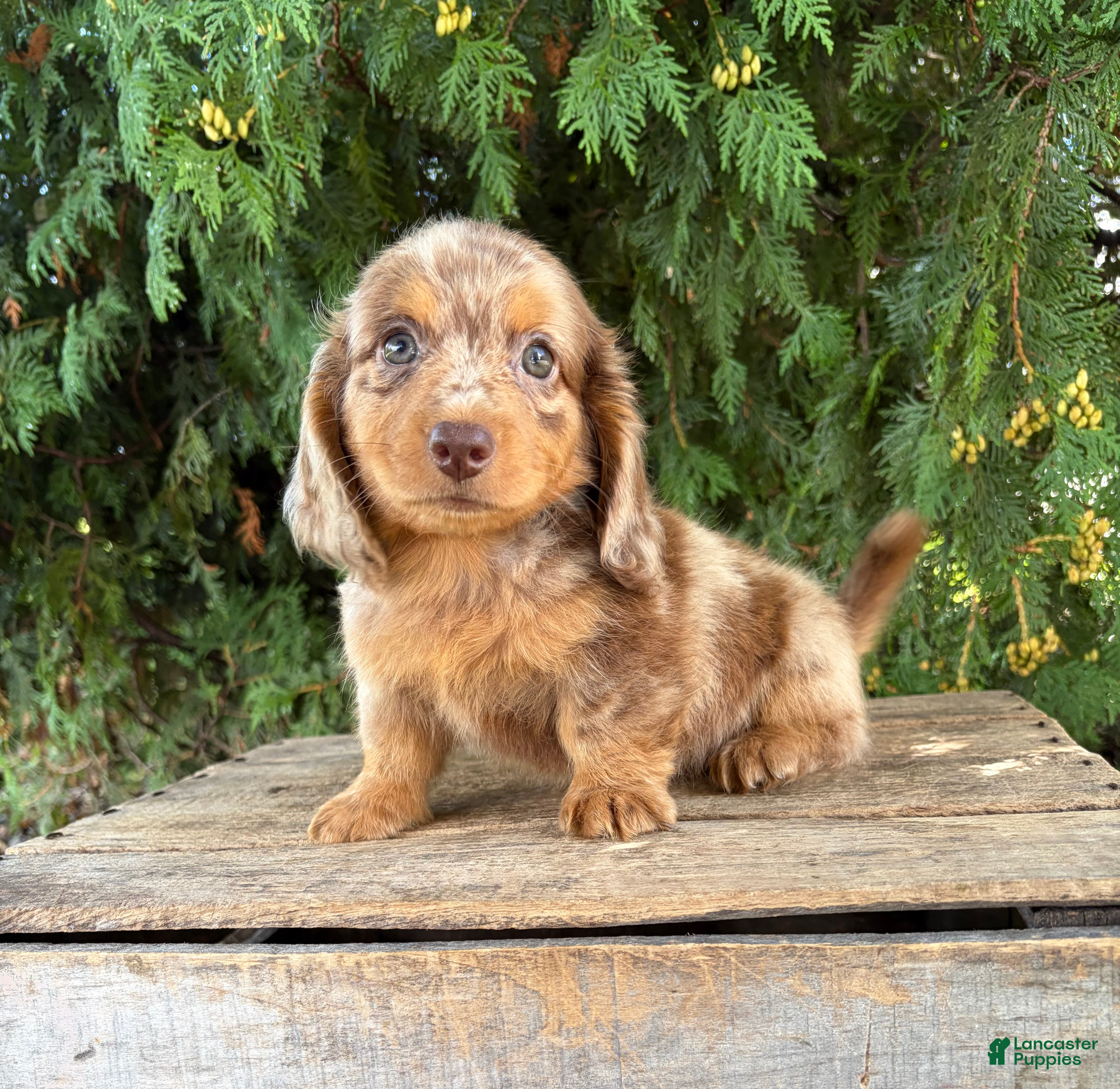 Dachshund dogs Colby - Ad 1