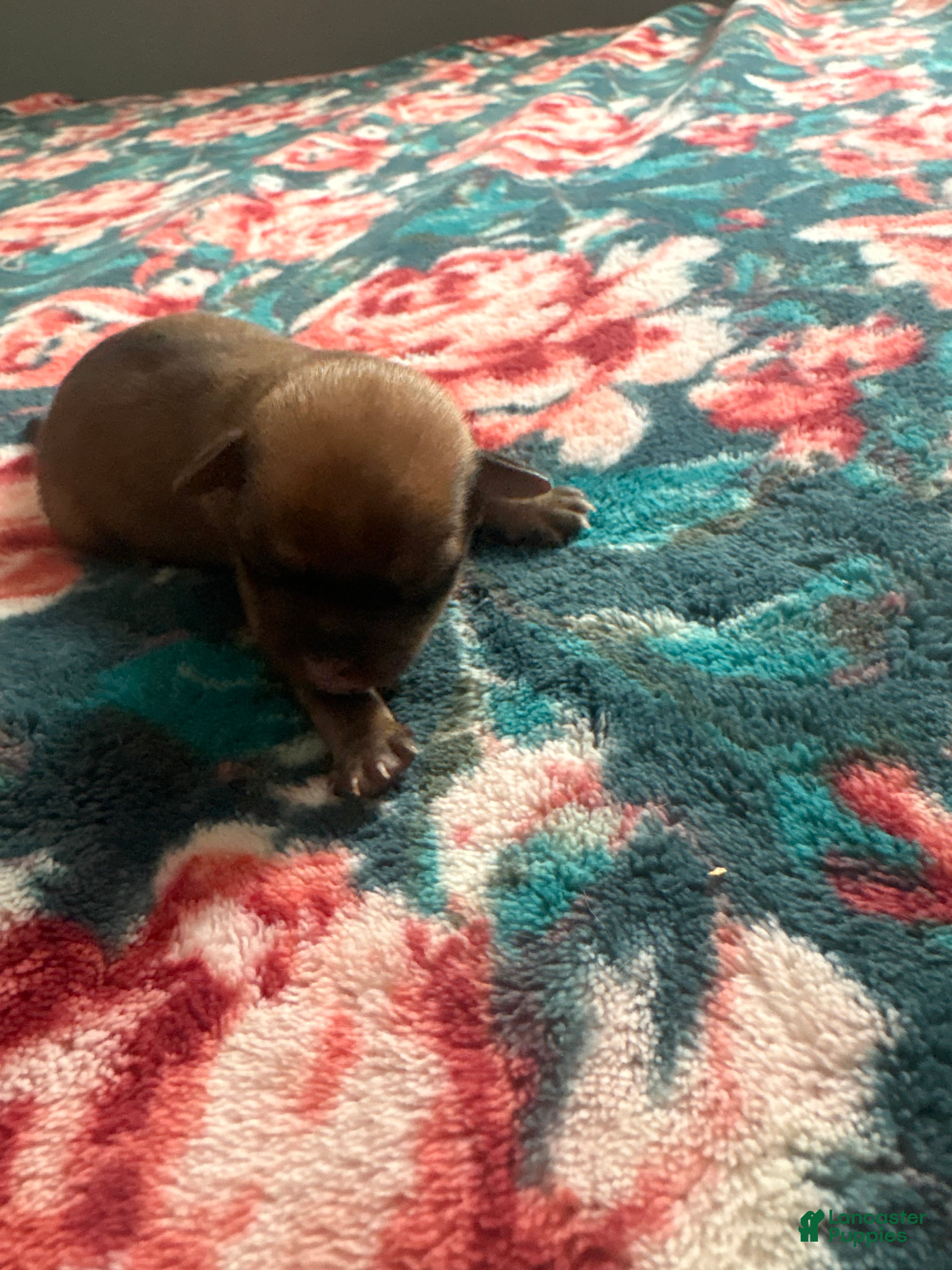 Chihuahua dogs Blue  - Ad 2