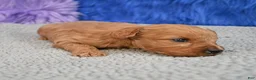 Cavapoo dogs for sale: Cavapoo 6 - Ad 26