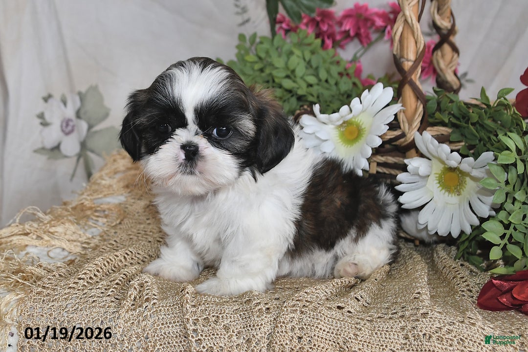 Shih Tzu dogs for sale: Sparkle - Ad 1