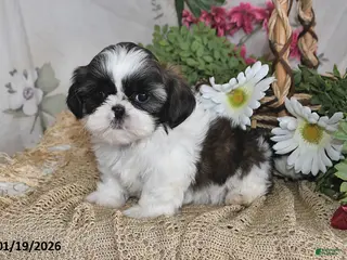 Shih Tzu dogs Sparkle - Ad 27
