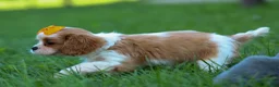 Cavalier King Charles Spaniel dogs for sale:  Nova🎀 - Ad 18