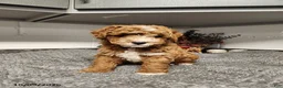 Mini Goldendoodle dogs for sale: Bandit - Ad 4