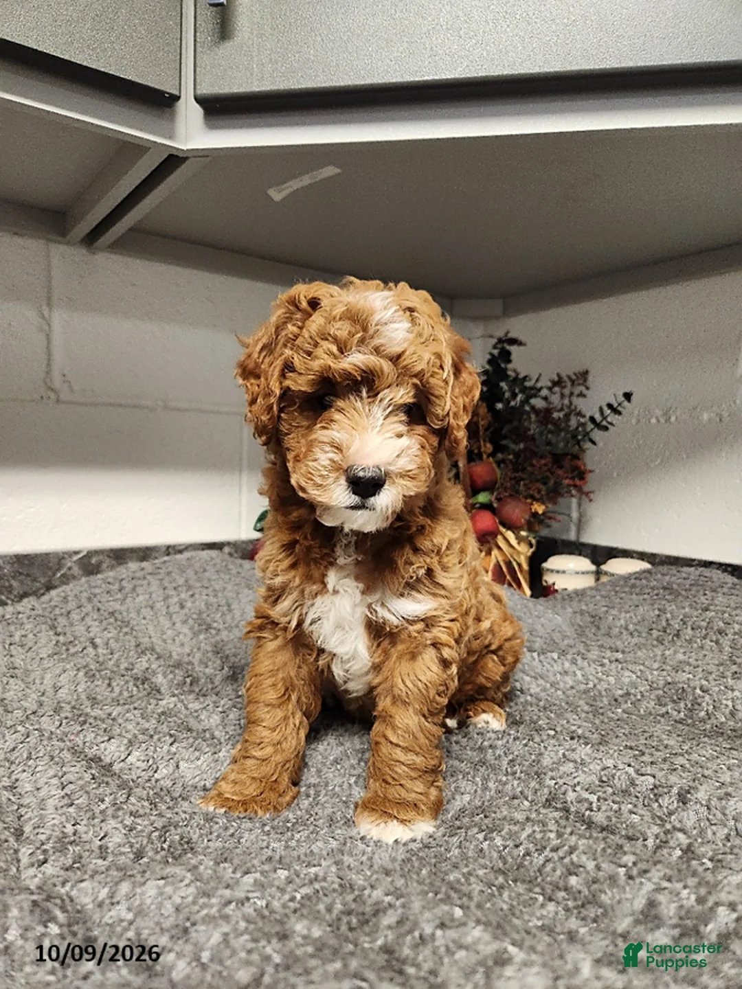 Mini Goldendoodle dogs for sale: Bandit - Ad 4