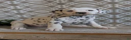 Dalmatian dogs for sale: Kylie - Ad 6