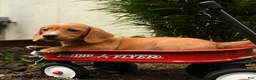 Mixed Breed dogs for sale: Almond - Ad 3