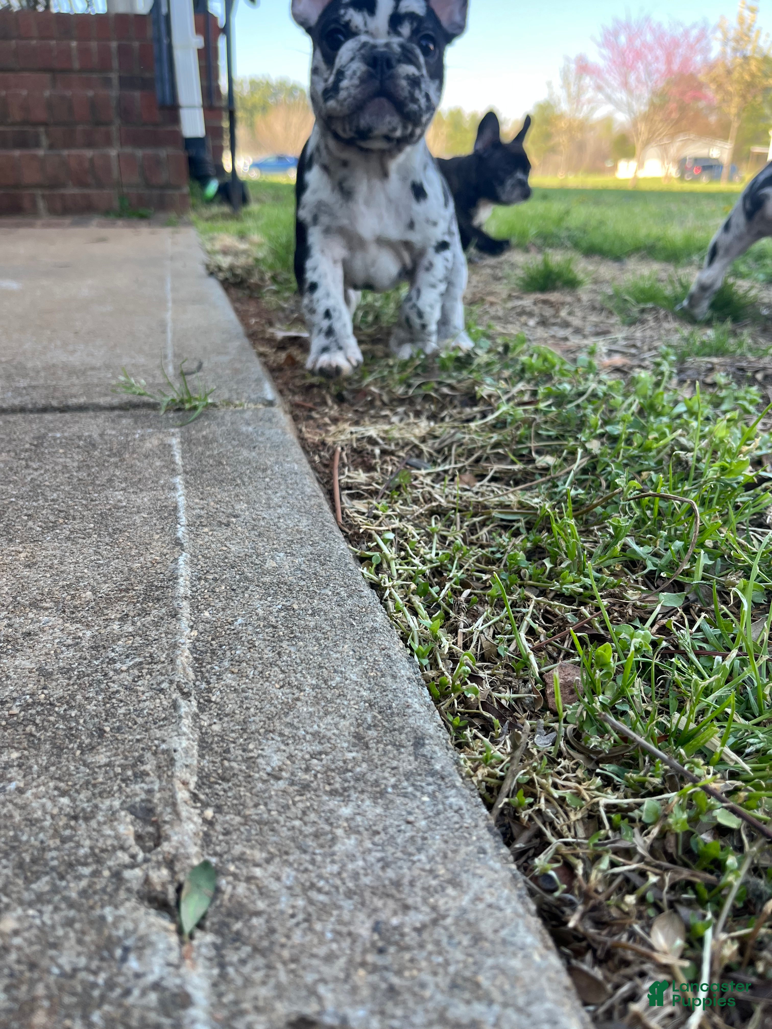 French Bulldog dogs French Bulldog Puppy 1 - Ad 27