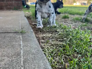 French Bulldog dogs French Bulldog Puppy 1 - Ad 27