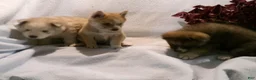 Pomsky dogs for sale: Buster - Ad 5