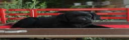 Labrador Retriever dogs for sale: Blackie - Ad 3