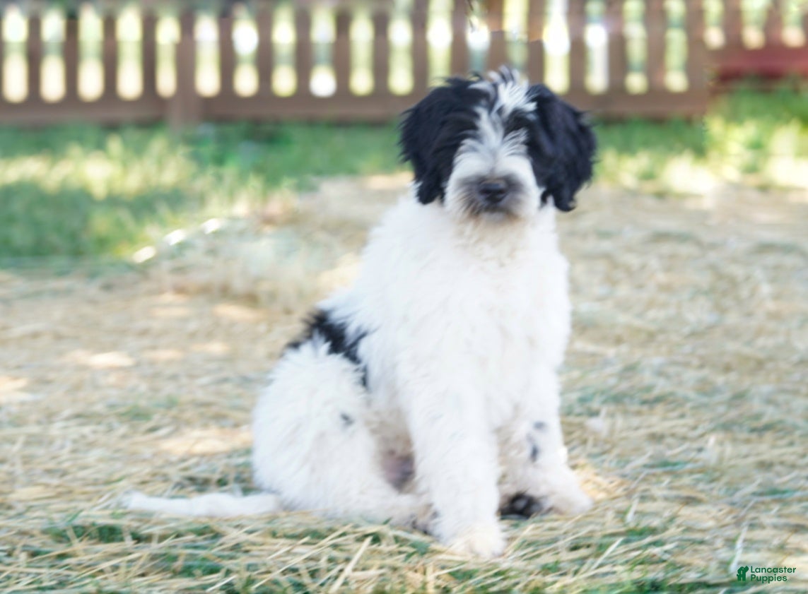 Portuguese Water Dog dogs Kyler - Ad 2