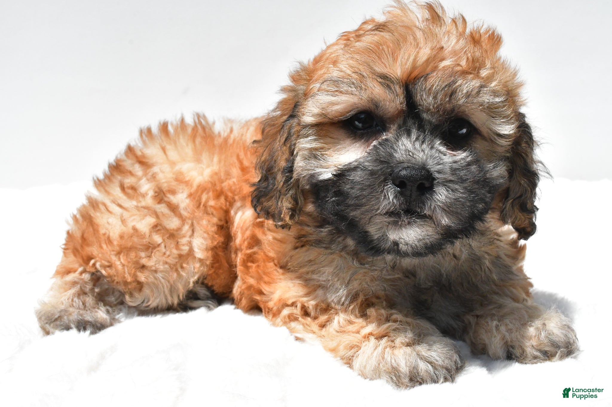 Teddy Bear dogs Buttercup - Ad 1