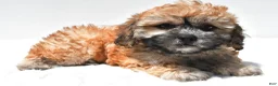 Teddy Bear dogs for sale: Buttercup - Ad 1