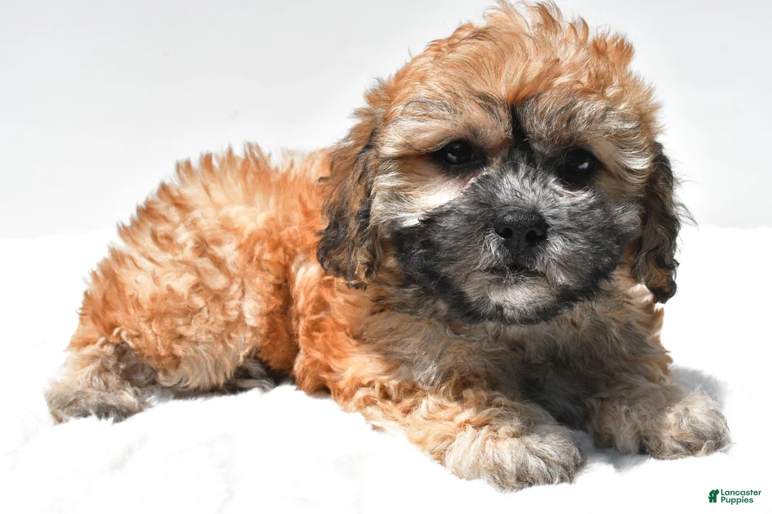 Teddy Bear dogs for sale: Buttercup - Ad 1