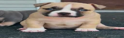Mixed Breed dogs for sale: Mixed Breed 5 - Ad 1