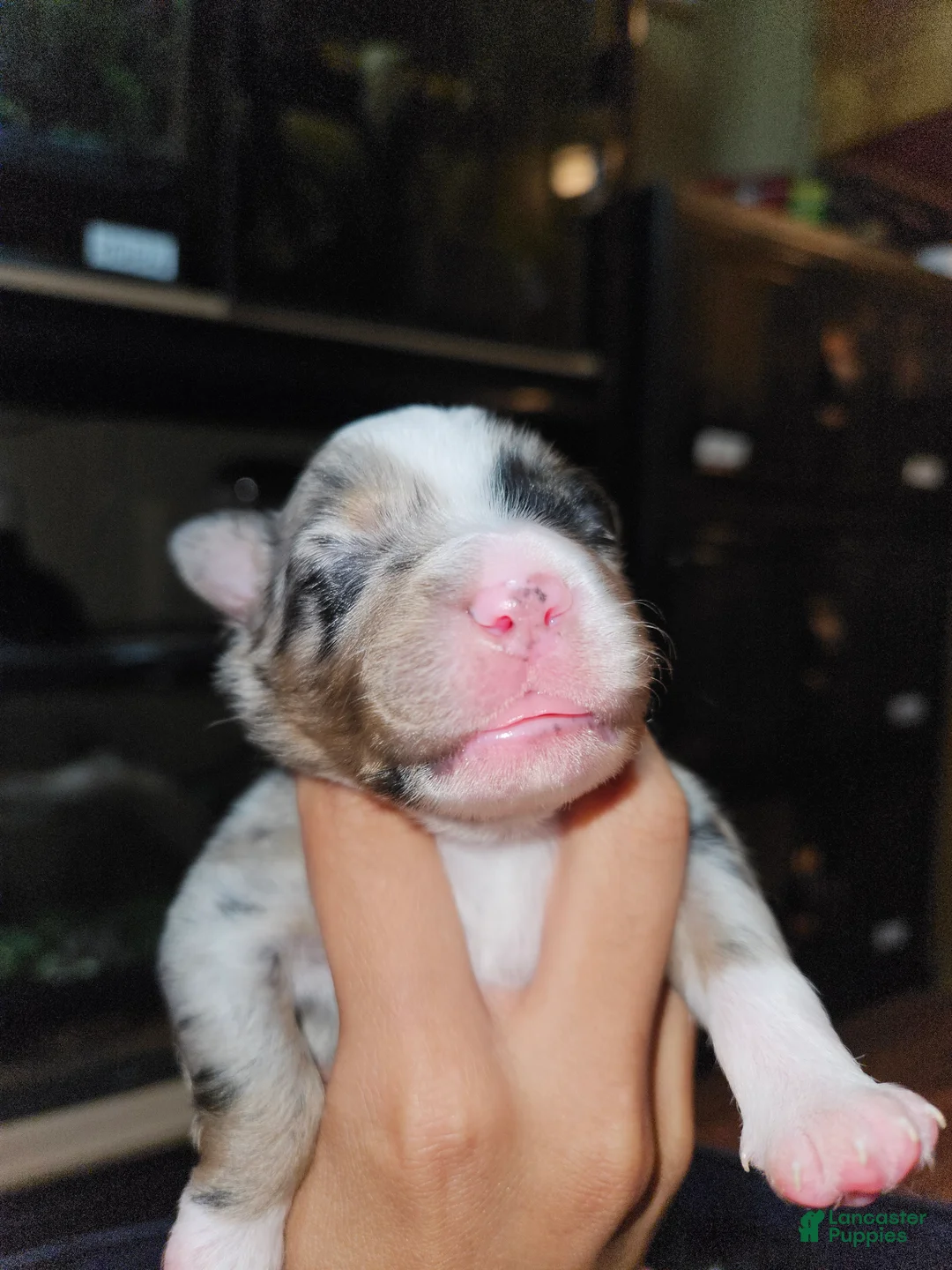 Miniature Australian Shepherd dogs for sale: Teddy  - Ad 2
